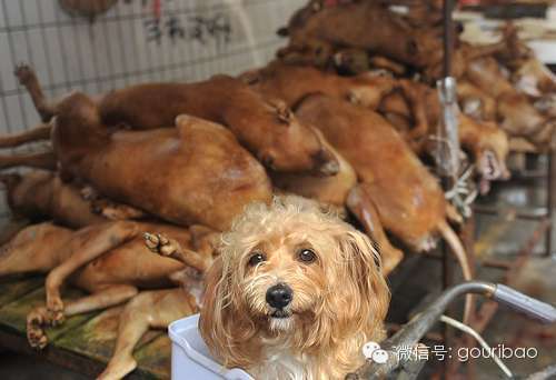 一只狗对于吃狗的思考