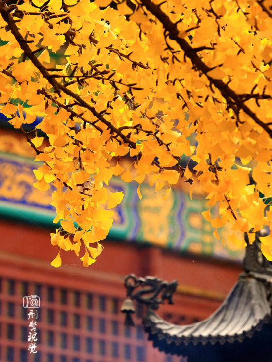 寺院,银杏,红螺寺,禅意