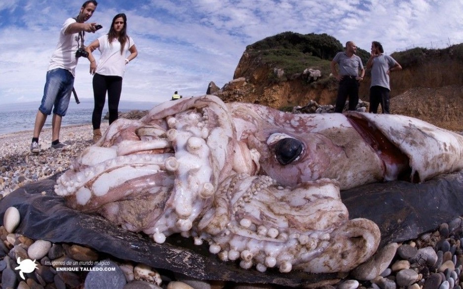 西班牙现9米长章鱼 眼睛大如成年人头部