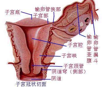 女人必看!人体最<em>脏</em>的地方._新浪悦读