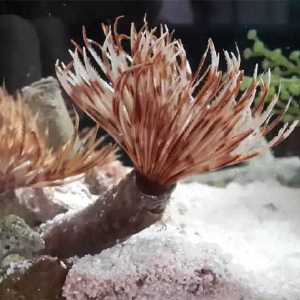 其实,这是管虫(tube worm)