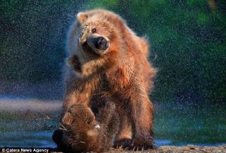 棕熊妈妈强行为宝宝洗冷水澡