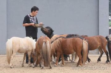 于谦才是有钱的顽主，60亩私人马场百万元藏獒，还有两只小鹿