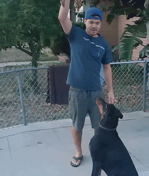 搞笑gif:帅哥,能搭个顺风车不?