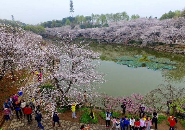 2016年3月6日,位于长沙的湖南省森林植物园的樱花绚烂绽放,吸引众多