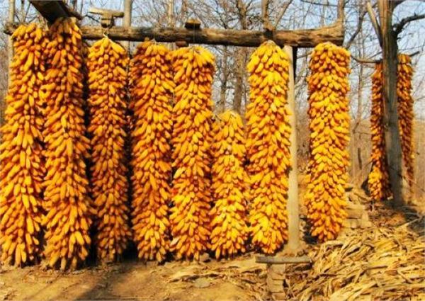 英媒:中国拟调低收储价格 打响玉米去库存第一