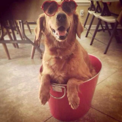 养只金毛欢乐多,真是最听话的孩子!