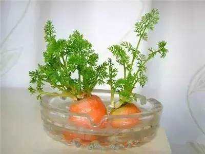 比花还美的蔬菜盆景,赶紧在家养一盆吧!