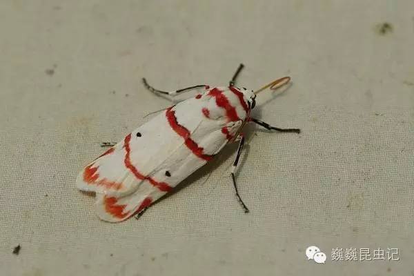 飞蛾扑火是什么蛾 0eab43d24eb416731e0dce1781cedf2d_600_400.jpg