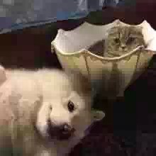 狗,你家缺猫么?---之《萨摩耶<em>经典</em>情话1000句》