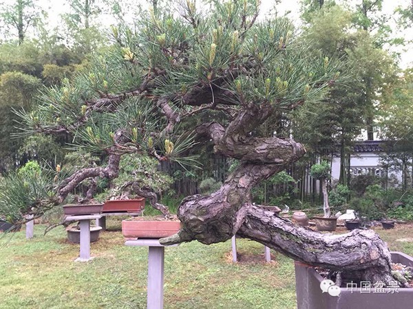 中国风景园林学会花卉盆景赏石分会第八届理事