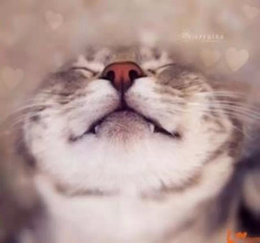一只猫多久可以接受另一只猫 11ecfb1c95ced32ee00fa42593a73c6c_513_480.jpg