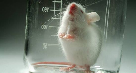 鼠是什么结构 1479b77fb4cac9013e107387036e9ec6_550_297.jpg
