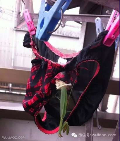 <em>姐姐的内裤</em>发生了不得了的事情。