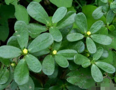 古代女子使用的堕胎秘方让人难以承受