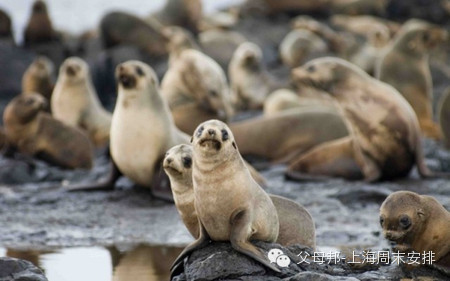 现在全球有多少只海豹 1ce23328a718cbb257ab9ac2080e86fe_450_281.jpg