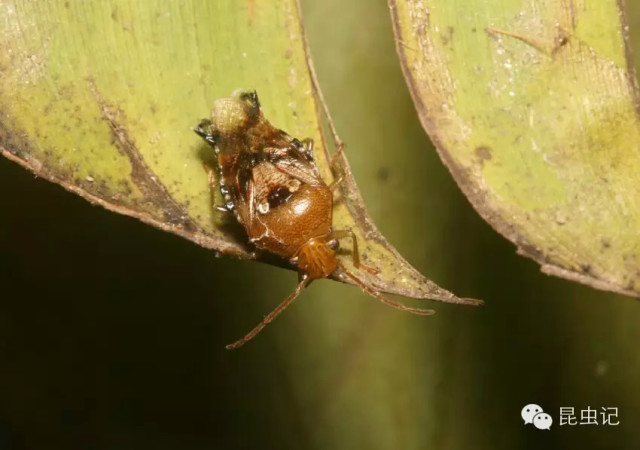 【虫谱大观】同蝽(半翅目 hemiptera 同蝽科 acanthos