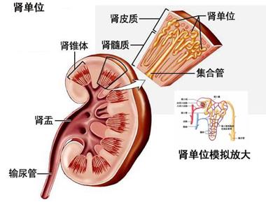 怎样才能治疗早泄 2669323d67a5d879cf225657957b1904_380_289.jpg