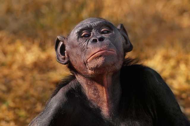 决策失败，黑猩猩和倭黑猩猩也会不开心-果壳网-科技资讯