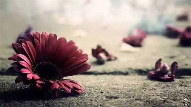 『民国最美的十首情诗』_手机新浪网