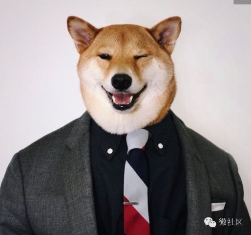 收入证明_收入一狗(3)