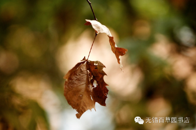 最后一片落叶,是你