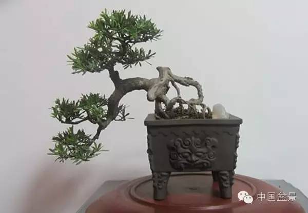 通派盆景的坚守与固执