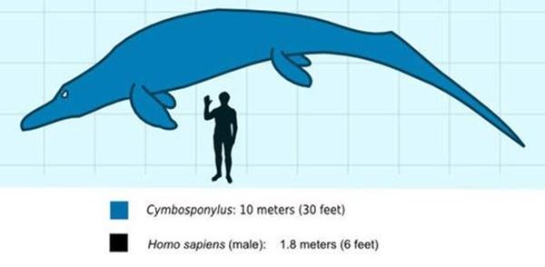 收入证明_古生物学 收入(3)