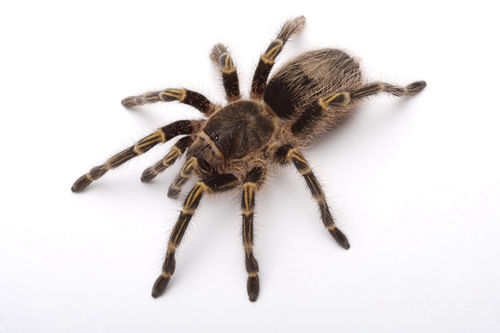 梦境迷踪，解析在梦中梦到了自己最害怕的蜘蛛很多很多爬满全身的深层含义