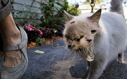 蜘蛛竟然能吃活蛇 盘点让人毛骨悚然的怪兽