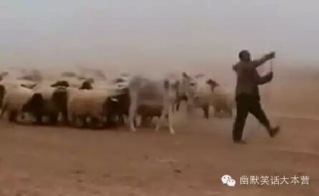 老汉放羊.仅52秒;笑翻你