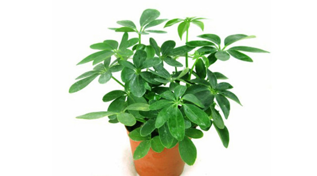 ⑤ 十二生肖养什么植物最旺自己的财运