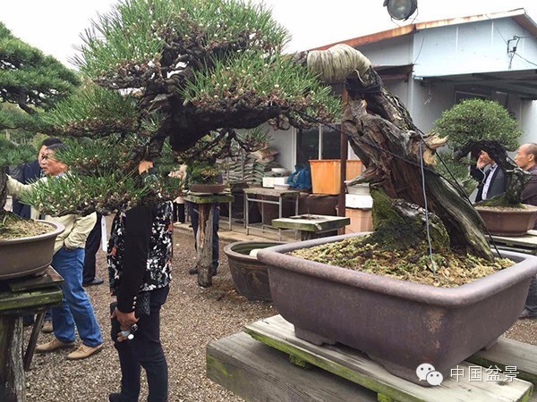 中国风景园林学会花卉盆景赏石分会第八届理事