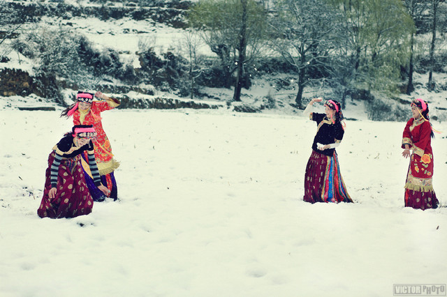 雪中丹巴美人谷的金花