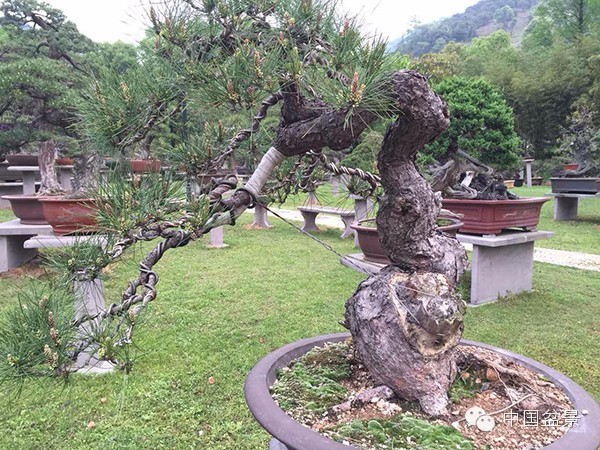 中国风景园林学会花卉盆景赏石分会第八届理事