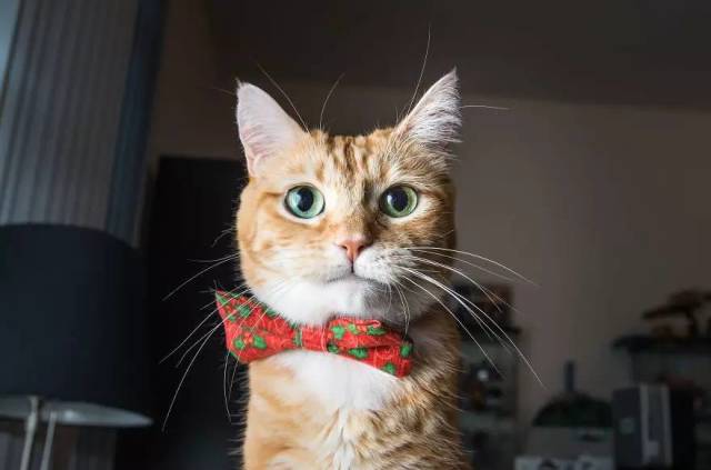 喵星人 46c2c8fffc932fbb6699f1f9f02de750_640_423.jpg