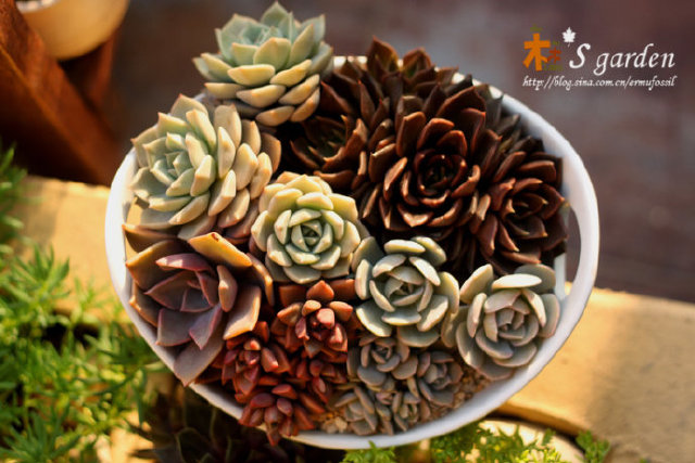 肉毒来袭,多肉植物拼盘!