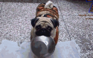 千万不要对狗狗说“开饭啦”,不然会笑场!_手机新浪网