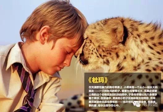 10部感人至深的人与动物电影,你都看过么