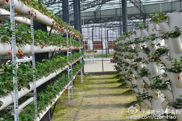 见证高大上 双流彭镇冬日暧阳草莓香