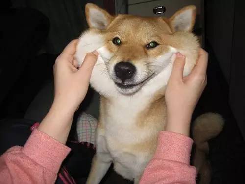 捏柴犬脸的表情包gif分享展示