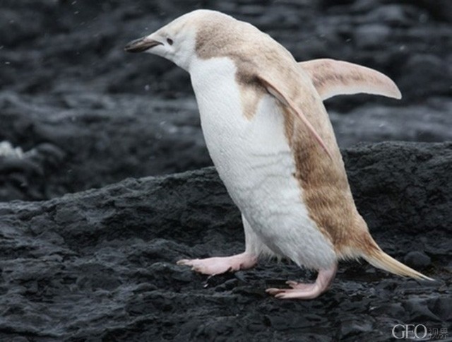 怎样变魔蜥 50f89c60d4dd6c9bf2b223d1e0c4b2dc_640_484.jpg