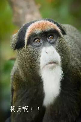 猴的表情什么意思 5561c59982b4b4f2c927a7ec379bab34_270_404.jpg
