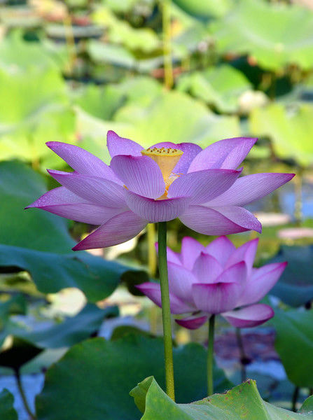 【2015淮阳荷花节】2015淮阳荷花节7月12日