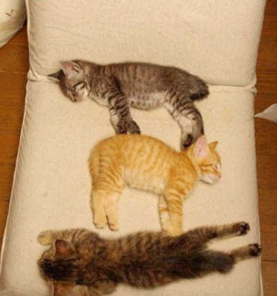 冬天的猫猫最喜欢玩什么游戏?你猜.