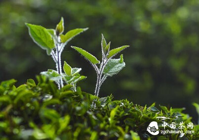 茶人口头蝉_刘长杆口头蝉(2)