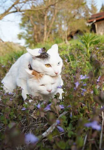 冬天的猫猫最喜欢玩什么游戏?你猜.