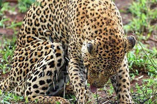 惨!豹子饥不择食恶战豪猪 全身被刺扎中疼得眼