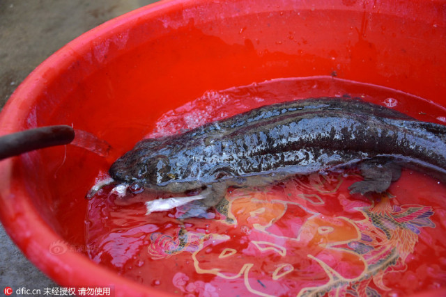 娃娃鱼现身郑州马头岗污水处理厂