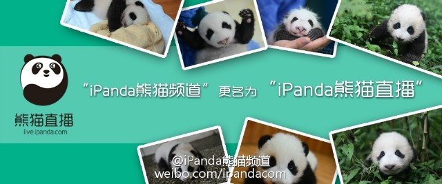 告:iPanda熊猫频道更名为iPanda熊猫直播